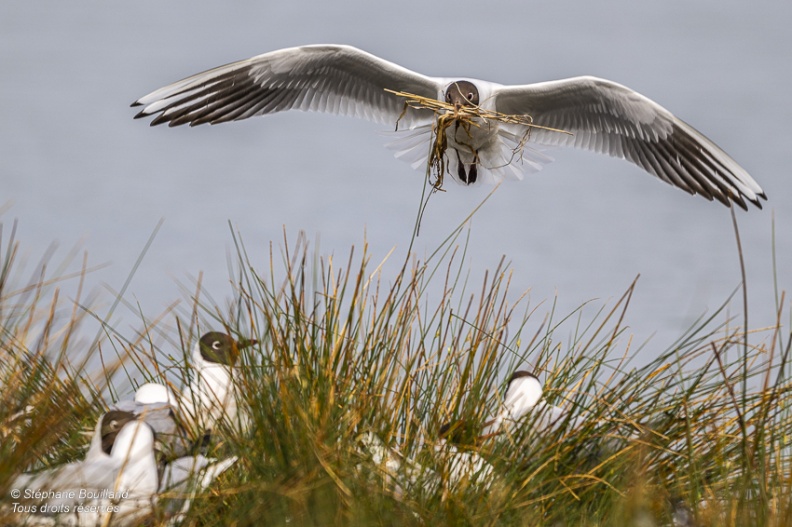 Mouette rieuse (Chroicocephalus ridibundus - Black-headed Gull)