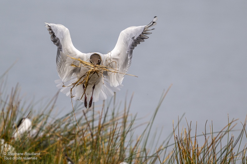 Mouette rieuse (Chroicocephalus ridibundus - Black-headed Gull)