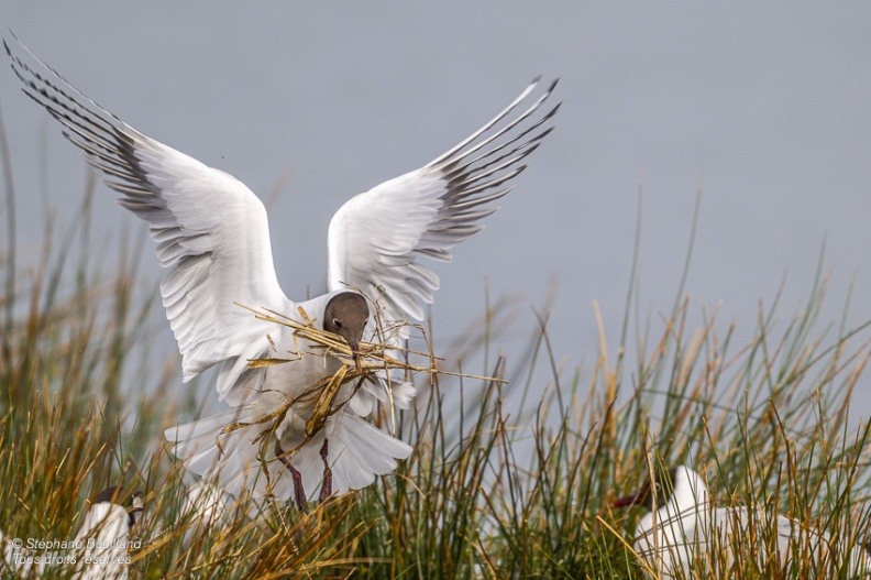 Mouette rieuse (Chroicocephalus ridibundus - Black-headed Gull)