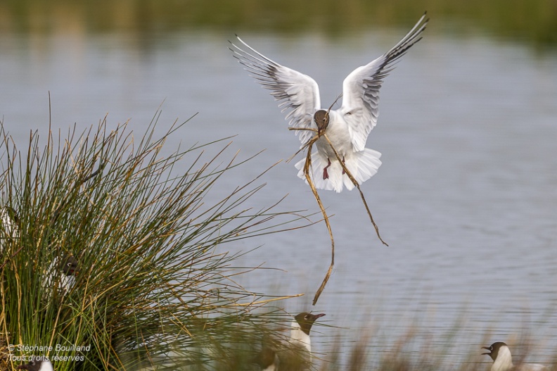 Mouette rieuse (Chroicocephalus ridibundus - Black-headed Gull)