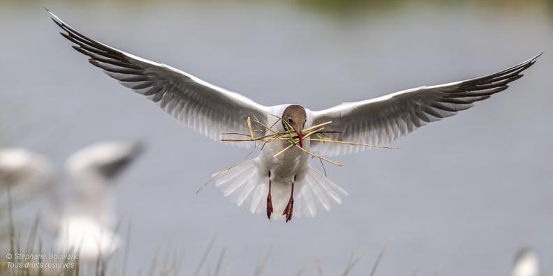 Mouette rieuse (Chroicocephalus ridibundus - Black-headed Gull)