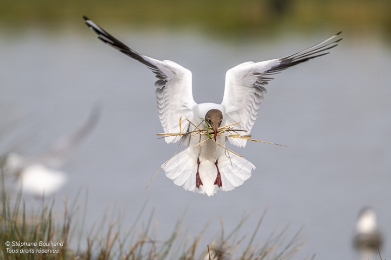 Mouette rieuse (Chroicocephalus ridibundus - Black-headed Gull)