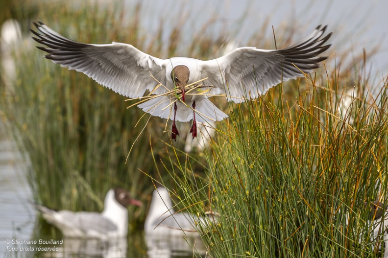 Mouette rieuse (Chroicocephalus ridibundus - Black-headed Gull)