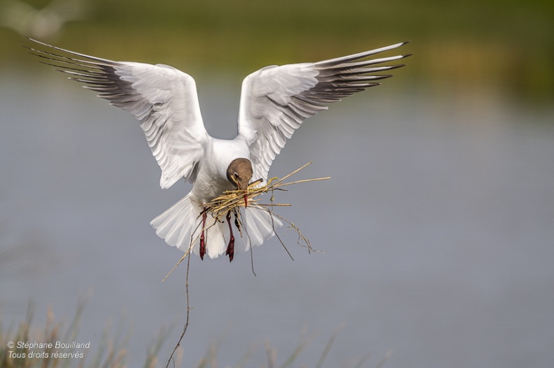 Mouette rieuse (Chroicocephalus ridibundus - Black-headed Gull)