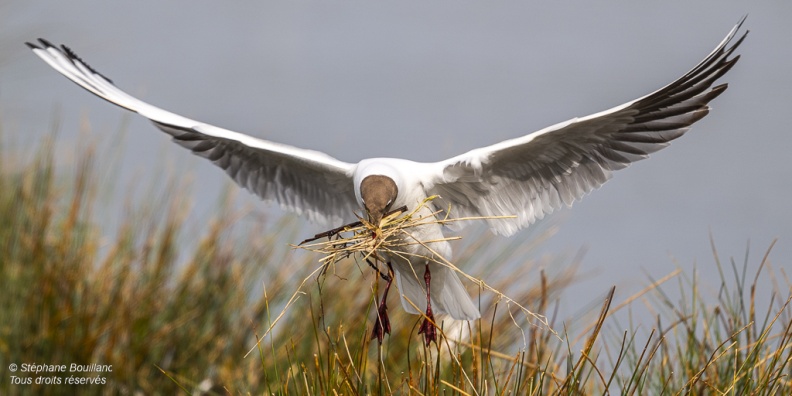 Mouette rieuse (Chroicocephalus ridibundus - Black-headed Gull)