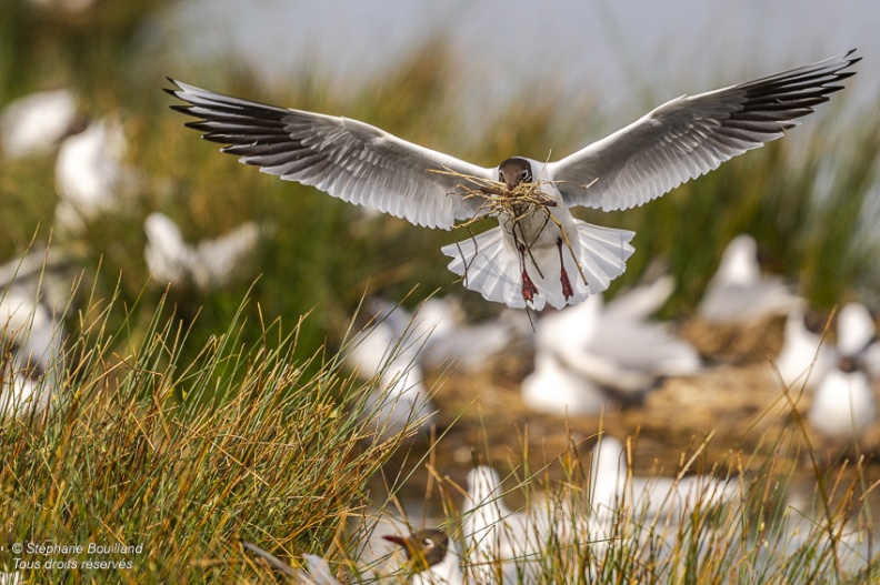 Mouette rieuse (Chroicocephalus ridibundus - Black-headed Gull)