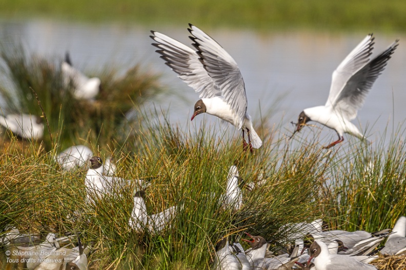 Mouette rieuse (Chroicocephalus ridibundus - Black-headed Gull)