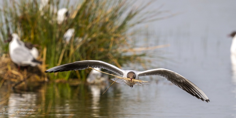 Mouette rieuse (Chroicocephalus ridibundus - Black-headed Gull)