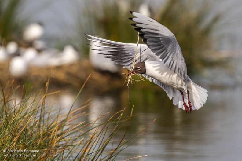 Mouette rieuse (Chroicocephalus ridibundus - Black-headed Gull)