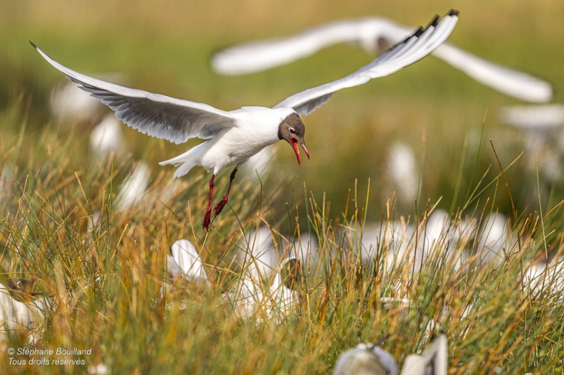 Mouette rieuse (Chroicocephalus ridibundus - Black-headed Gull)