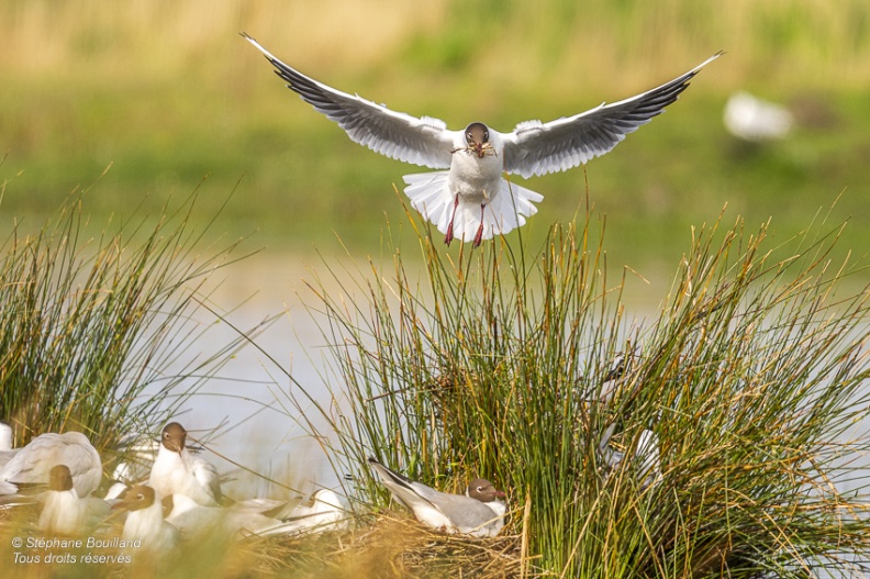 Mouette rieuse (Chroicocephalus ridibundus - Black-headed Gull)