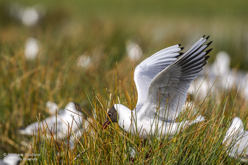 Mouette rieuse (Chroicocephalus ridibundus - Black-headed Gull)