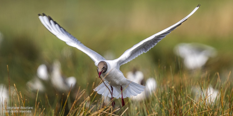 Mouette rieuse (Chroicocephalus ridibundus - Black-headed Gull)