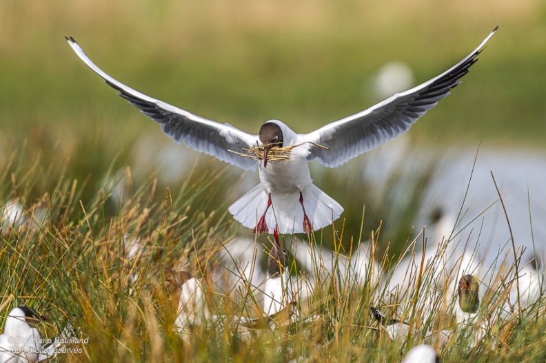 Mouette rieuse (Chroicocephalus ridibundus - Black-headed Gull)