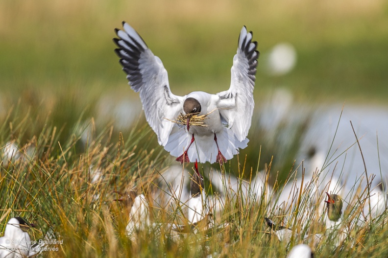 Mouette rieuse (Chroicocephalus ridibundus - Black-headed Gull)