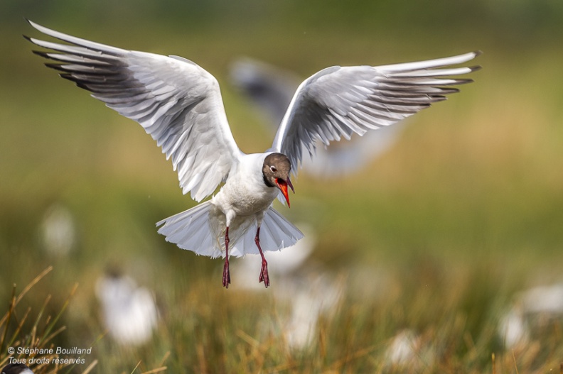 Mouette rieuse (Chroicocephalus ridibundus - Black-headed Gull)