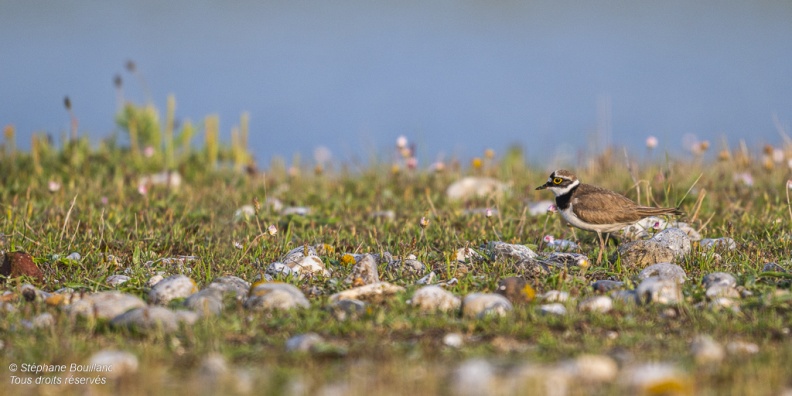 accouplement de Petits Gravelots (Pluvier petit-gravelot, Charadrius dubius, Little Ringed Plover)