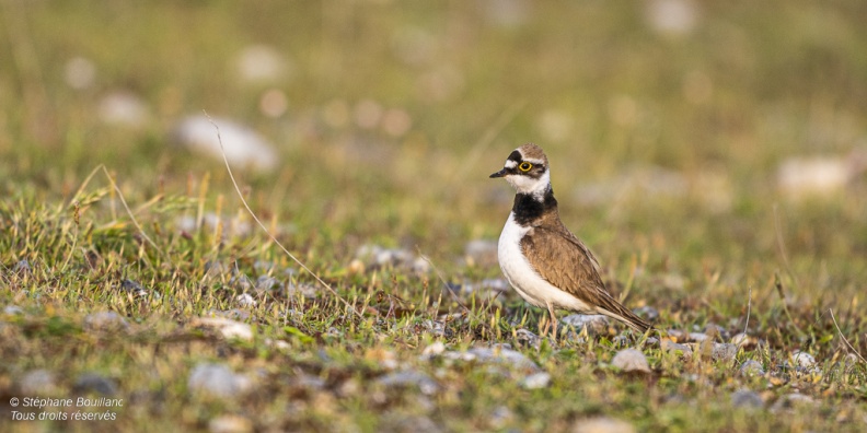 accouplement de Petits Gravelots (Pluvier petit-gravelot, Charadrius dubius, Little Ringed Plover)