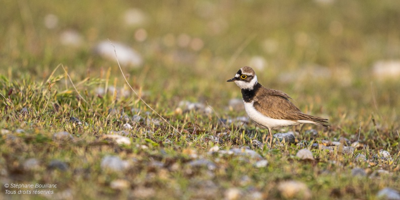 accouplement de Petits Gravelots (Pluvier petit-gravelot, Charadrius dubius, Little Ringed Plover)