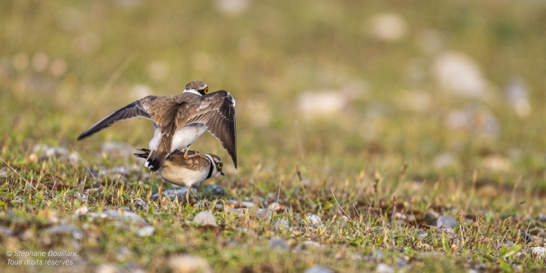 accouplement de Petits Gravelots (Pluvier petit-gravelot, Charadrius dubius, Little Ringed Plover)