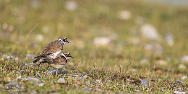 accouplement de Petits Gravelots (Pluvier petit-gravelot, Charadrius dubius, Little Ringed Plover)