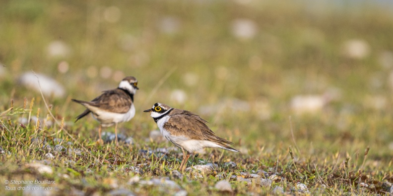 accouplement de Petits Gravelots (Pluvier petit-gravelot, Charadrius dubius, Little Ringed Plover)