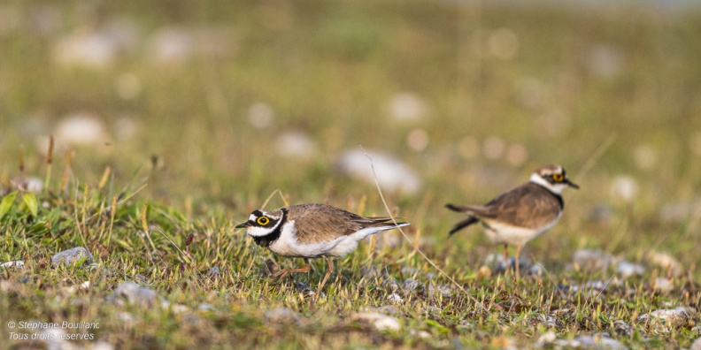 accouplement de Petits Gravelots (Pluvier petit-gravelot, Charadrius dubius, Little Ringed Plover)