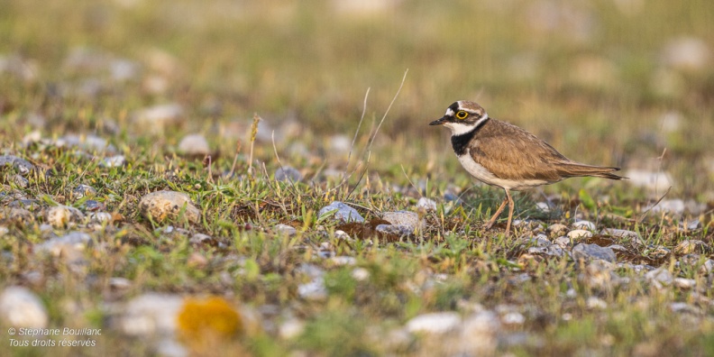 accouplement de Petits Gravelots (Pluvier petit-gravelot, Charadrius dubius, Little Ringed Plover)