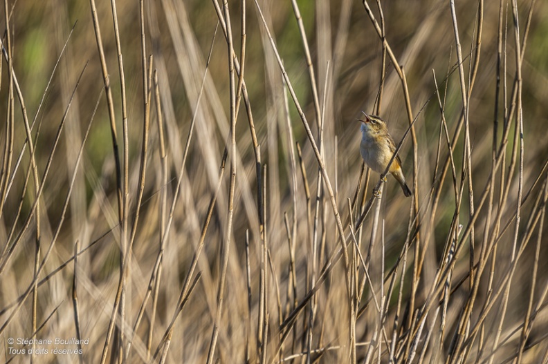 Phragmite des joncs (Acrocephalus schoenobaenus - Sedge Warbler)