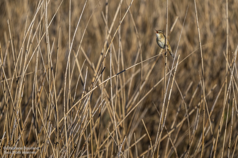 Phragmite des joncs (Acrocephalus schoenobaenus - Sedge Warbler)