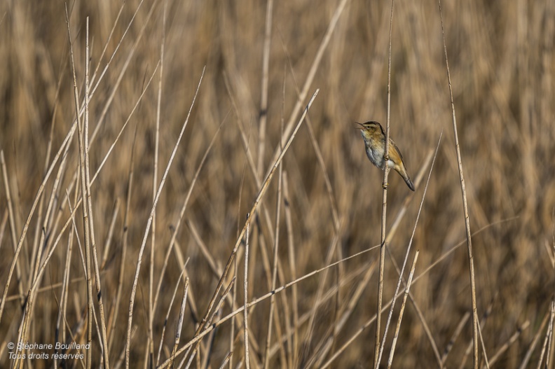 Phragmite des joncs (Acrocephalus schoenobaenus - Sedge Warbler)