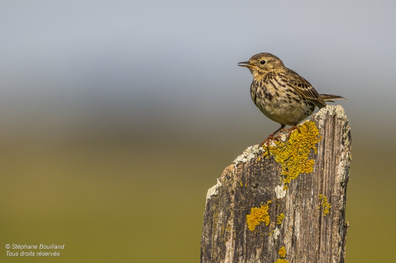 Pipit farlouse (Anthus pratensis - Meadow Pipit)