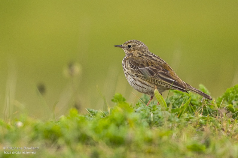 Pipit farlouse (Anthus pratensis - Meadow Pipit)