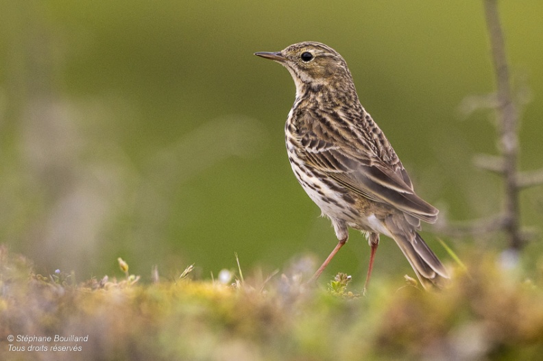 Pipit farlouse (Anthus pratensis - Meadow Pipit)