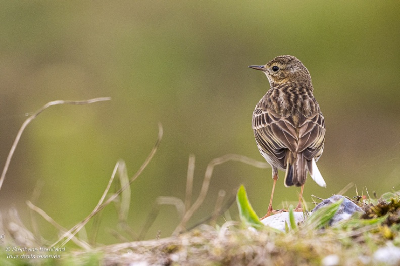 Pipit farlouse (Anthus pratensis - Meadow Pipit)