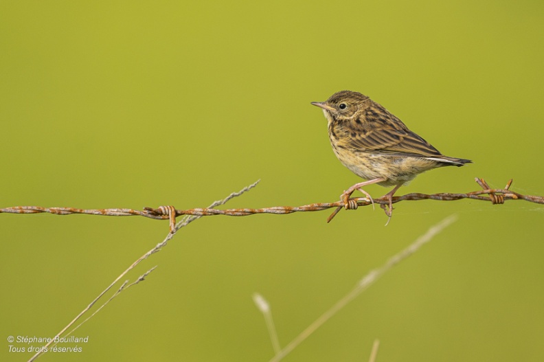 Pipit farlouse (Anthus pratensis - Meadow Pipit) sur un panneau du conservatoire du littoral