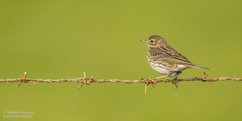 Pipit farlouse (Anthus pratensis - Meadow Pipit) sur un panneau du conservatoire du littoral