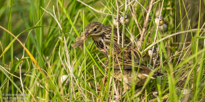 Pipit farlouse (Anthus pratensis - Meadow Pipit) sur un panneau du conservatoire du littoral