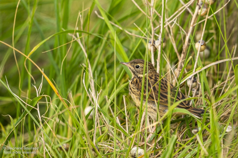 Pipit farlouse (Anthus pratensis - Meadow Pipit) sur un panneau du conservatoire du littoral