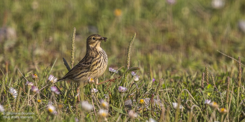 Pipit farlouse (Anthus pratensis - Meadow Pipit) 