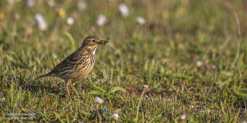 Pipit farlouse (Anthus pratensis - Meadow Pipit) 