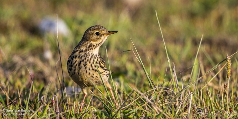 Pipit farlouse (Anthus pratensis - Meadow Pipit) 