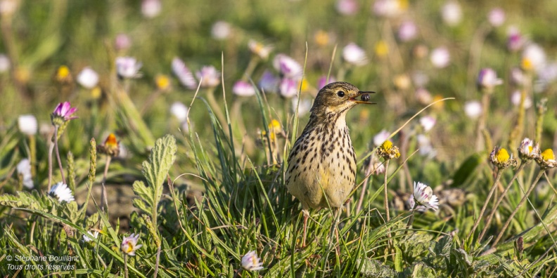 Pipit farlouse (Anthus pratensis - Meadow Pipit) 