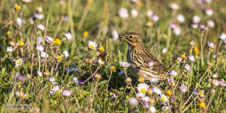 Pipit farlouse (Anthus pratensis - Meadow Pipit) 