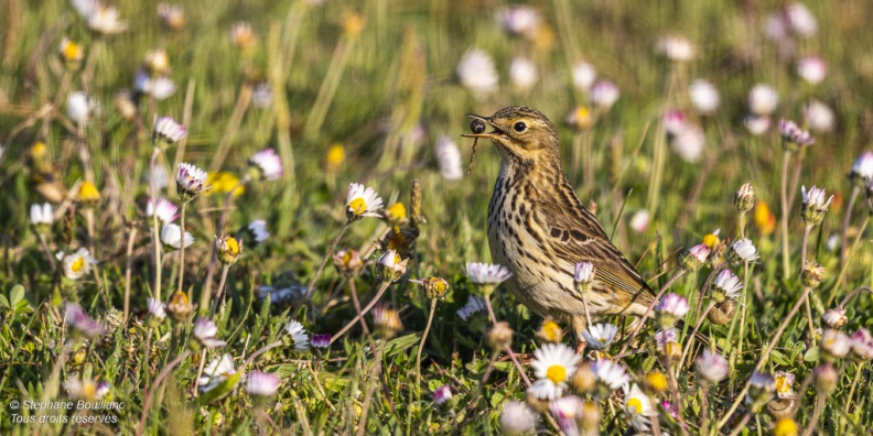 Pipit farlouse (Anthus pratensis - Meadow Pipit) 