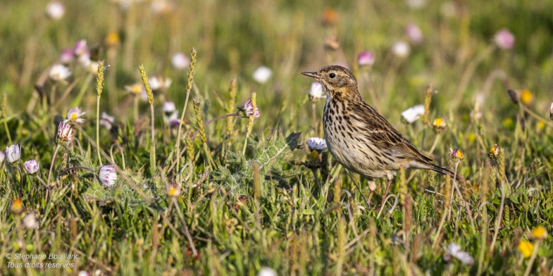 Pipit farlouse (Anthus pratensis - Meadow Pipit) 