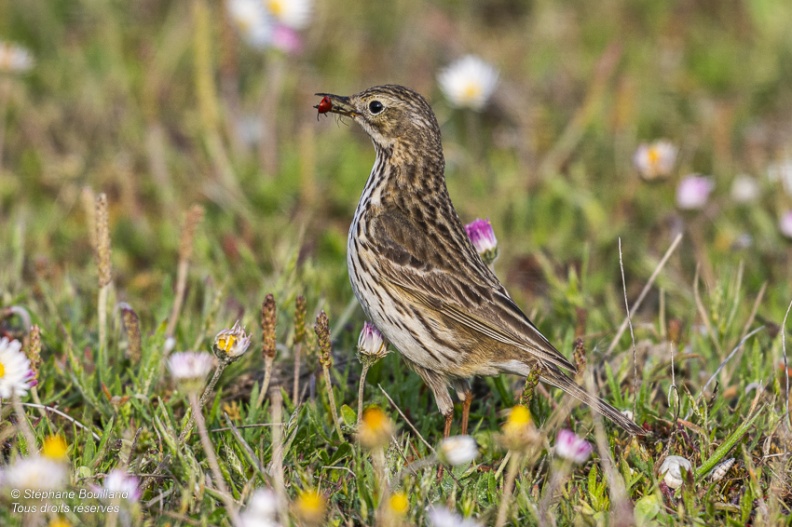 Pipit farlouse (Anthus pratensis - Meadow Pipit)