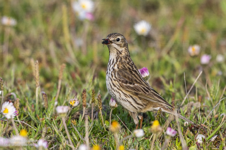 Pipit farlouse (Anthus pratensis - Meadow Pipit)