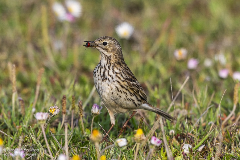 Pipit farlouse (Anthus pratensis - Meadow Pipit)