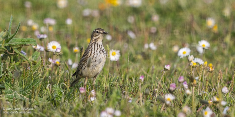 Pipit farlouse (Anthus pratensis - Meadow Pipit)